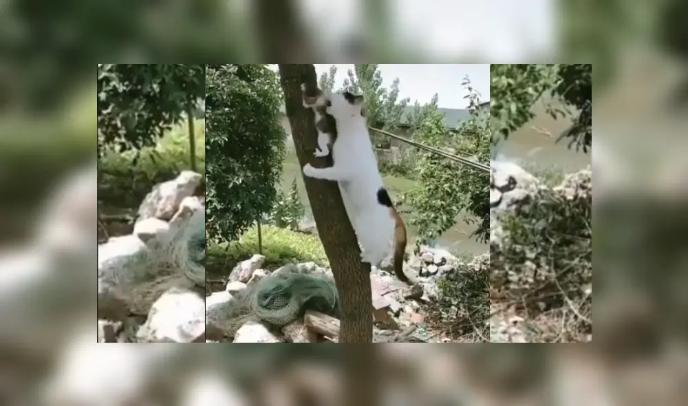 Desliza hacia la izquierda para ver más del video viral. Fotocaptura: Twitter