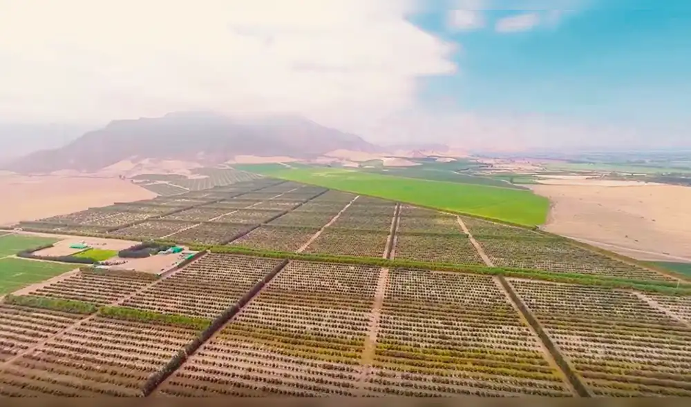 AGRÍCOLA VIRÚ. Cuenta con extensos campos de cultivo. AGRÍCOLA VIRÚ. Cuenta con extensos campos de cultivo.