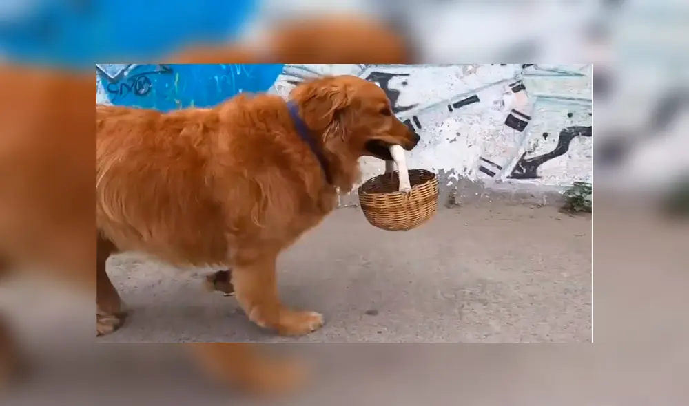 Desliza las imágenes para saber la historia de Zeus, un perro que acude a las tiendas y ayuda en casa. Foto: Primer Impacto.