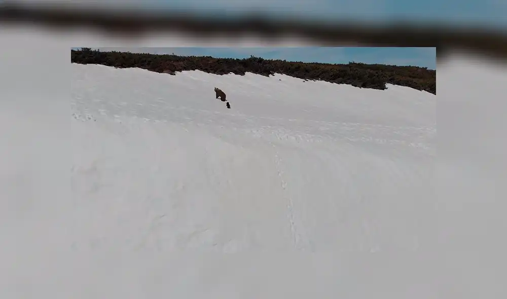 Facebook: Captan el preciso momento en que un oso cachorro cae desde una montaña [VIDEO]