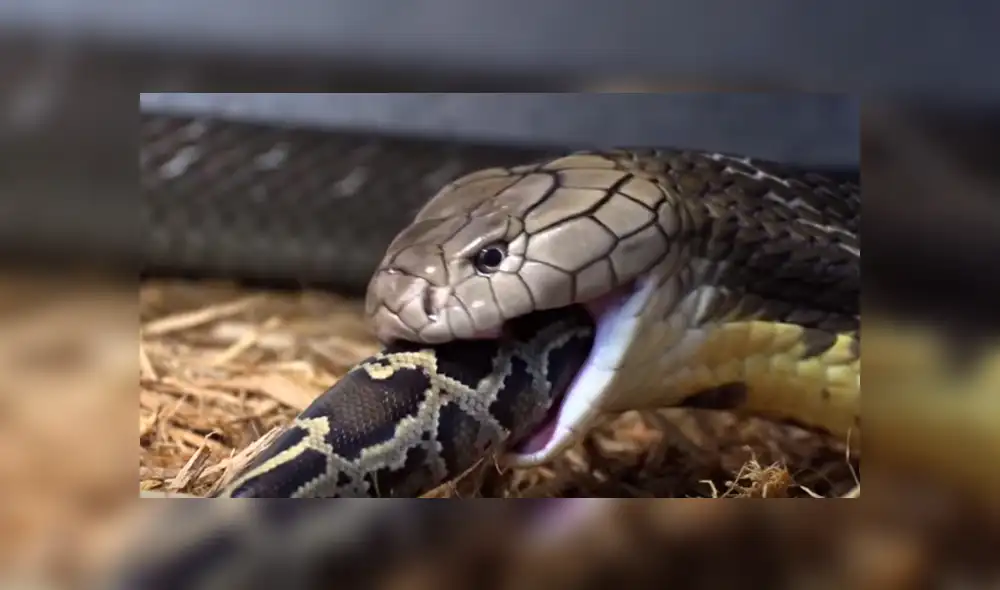 Desliza hacia la izquierda para ver el feroz ataque de una serpiente que se volvió viral en Facebook.