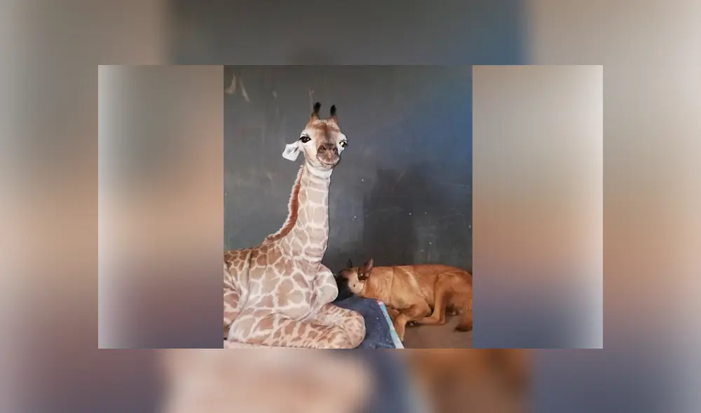 Desliza para ver las imágenes más tiernas de la fallecida jirafa Jazz. Desliza para ver las imágenes más tiernas de la fallecida jirafa Jazz.