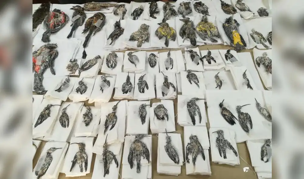 Descubren 84 aves disecadas y cubiertas en sal que iban a ser llevadas a Rusia