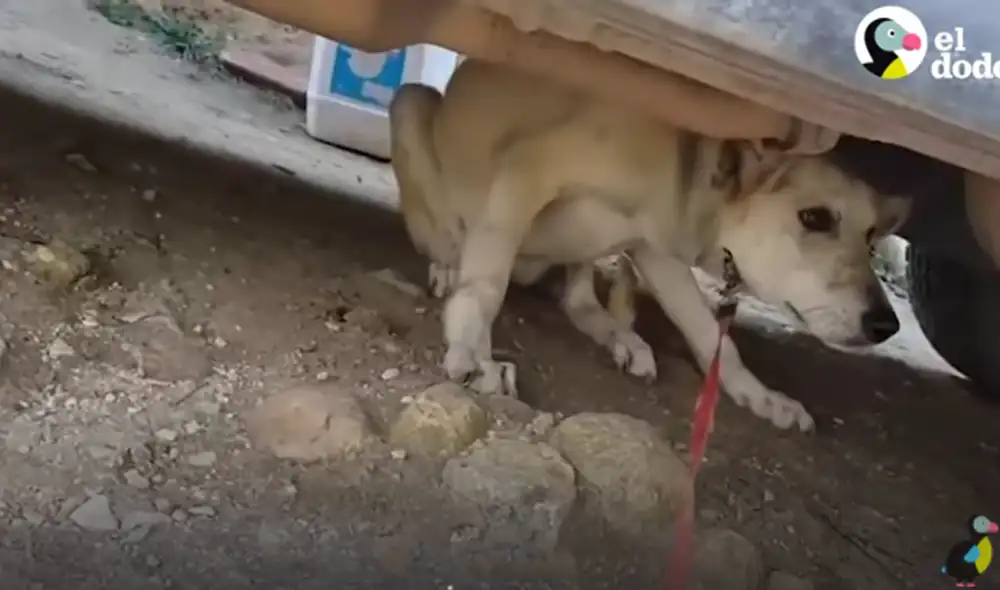 Desliza hacia la izquierda para ver las imágenes del video viral. Foto: Captura de YouTube. Desliza hacia la izquierda para ver las imágenes del video viral. Foto: Captura de YouTube.