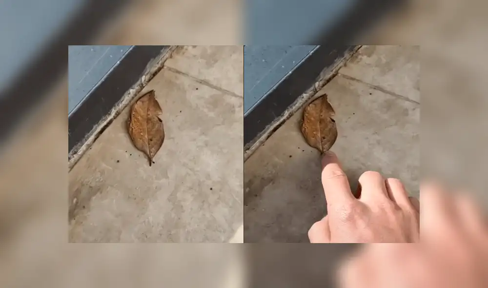 Vía Facebook: intentó levantar una hoja seca, pero era una misteriosa criatura [VIDEO]