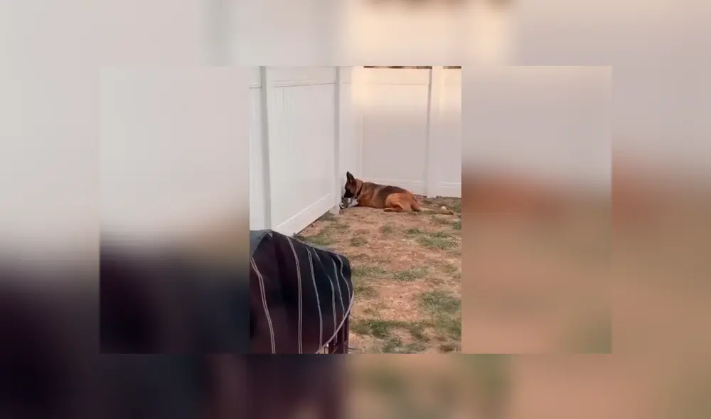 Desliza las imágenes para apreciar la emotiva escena entre dos perros que estuvieron separados por la cuarentena. Foto: Captura. Desliza las imágenes para apreciar la emotiva escena entre dos perros que estuvieron separados por la cuarentena. Foto: Captura.