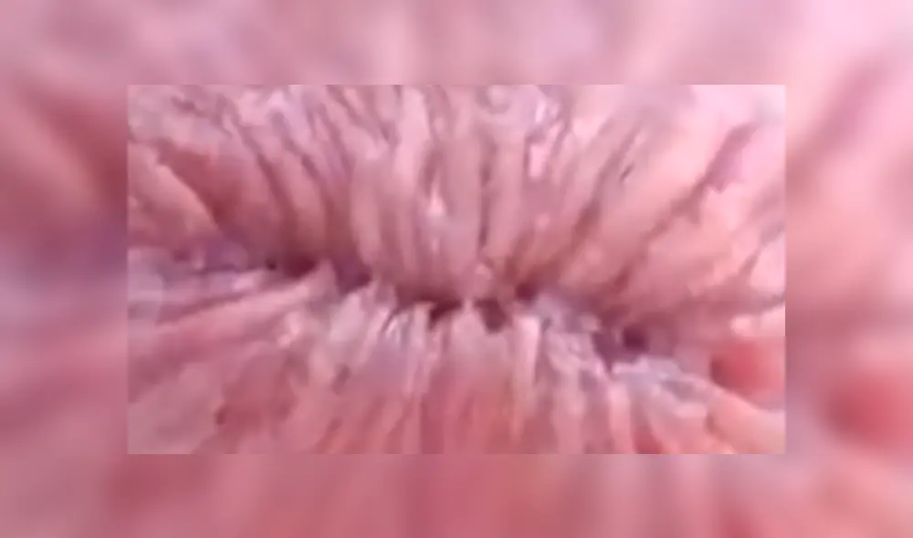 YouTube viral: bañistas encuentran misteriosa criatura marina, la revisan y reciben inesperado ‘ataque’ YouTube viral: bañistas encuentran misteriosa criatura marina, la revisan y reciben inesperado ‘ataque’