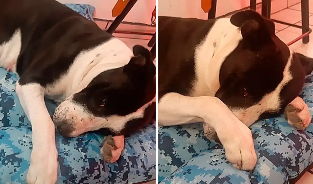 Un perrito sufrió de maltratos por parte de sus antiguos propietarios durante años; sin embargo, su vida cambió al encontrar a una buena familia. Foto: Abigaíl Castro/ Facebook Un perrito sufrió de maltratos por parte de sus antiguos propietarios durante años; sin embargo, su vida cambió al encontrar a una buena familia. Foto: Abigaíl Castro/ Facebook