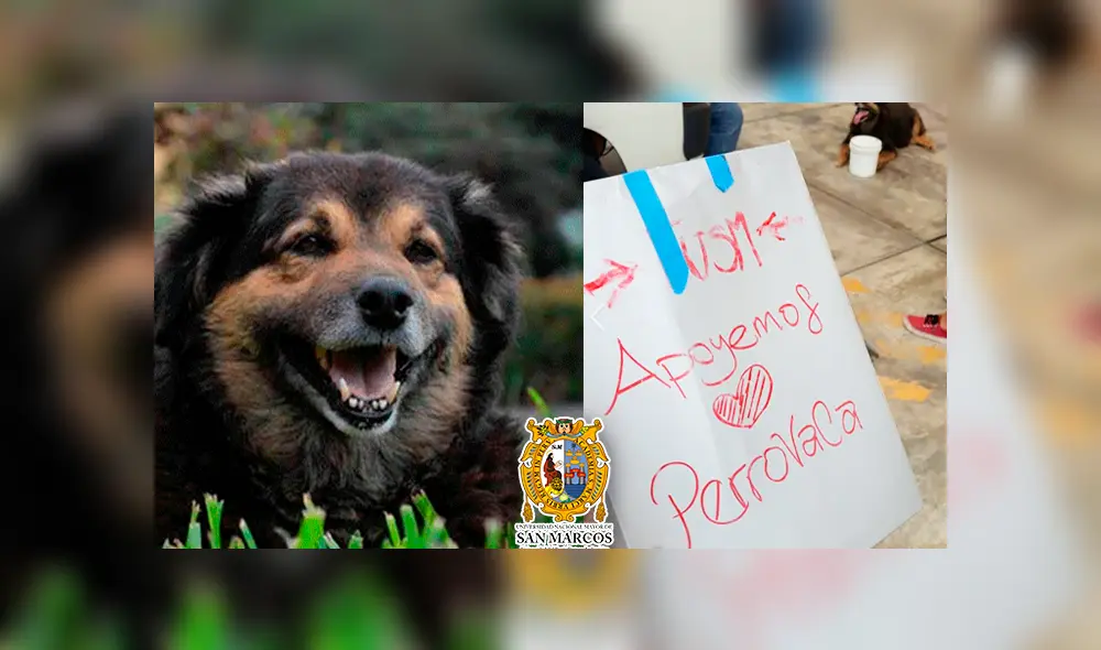 Facebook viral: ‘Perrovaca’ retornó a San Marcos con la condición de bajar de peso para mejorar [VIDEO]