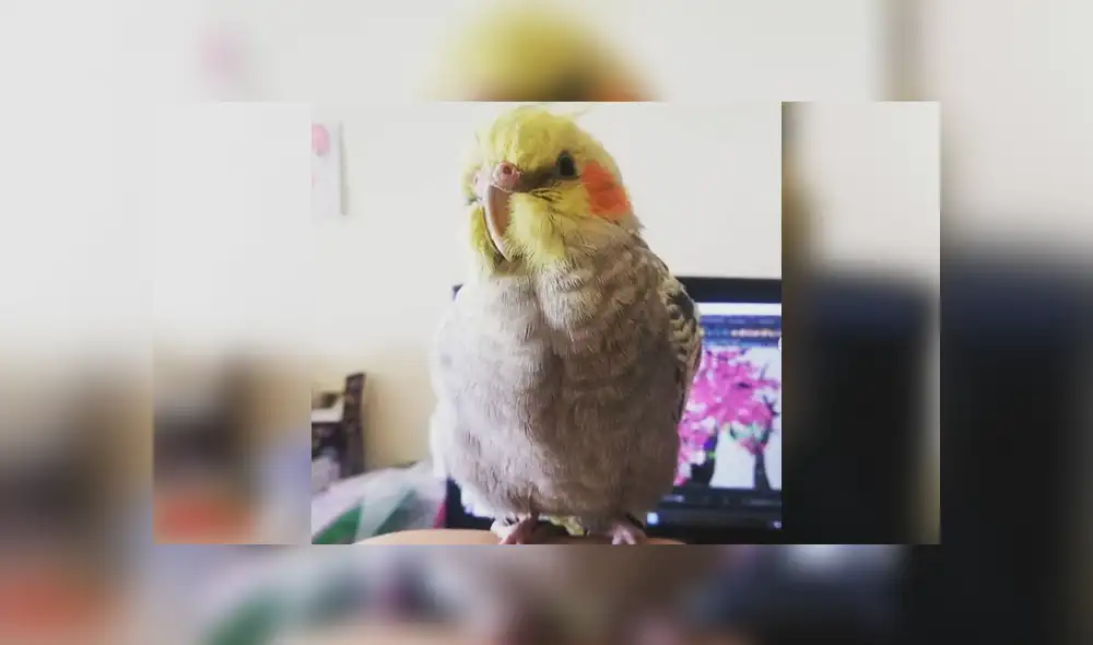 Desliza para ver los detalles del video viral publicado en Facebook. Foto: Captura.