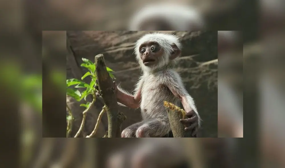 Desliza para enterarte qué sucede cuando ponen un mono robot en medio de un grupo de primates. Foto: Captura