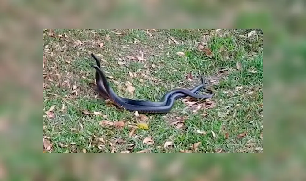 YouTube viral: creyó encontrar a dos serpientes 'apareándose', se acerca y queda aterrado al descubrir la verdad