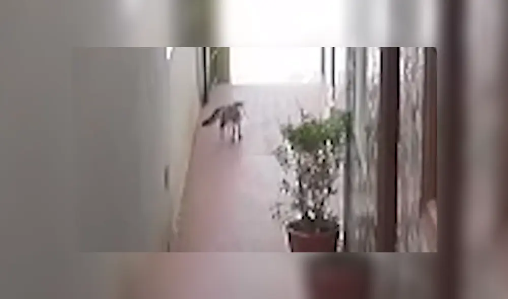 Gato se enfrenta a muerte con una serpiente y hace lo impensado para botarla [VIDEO]