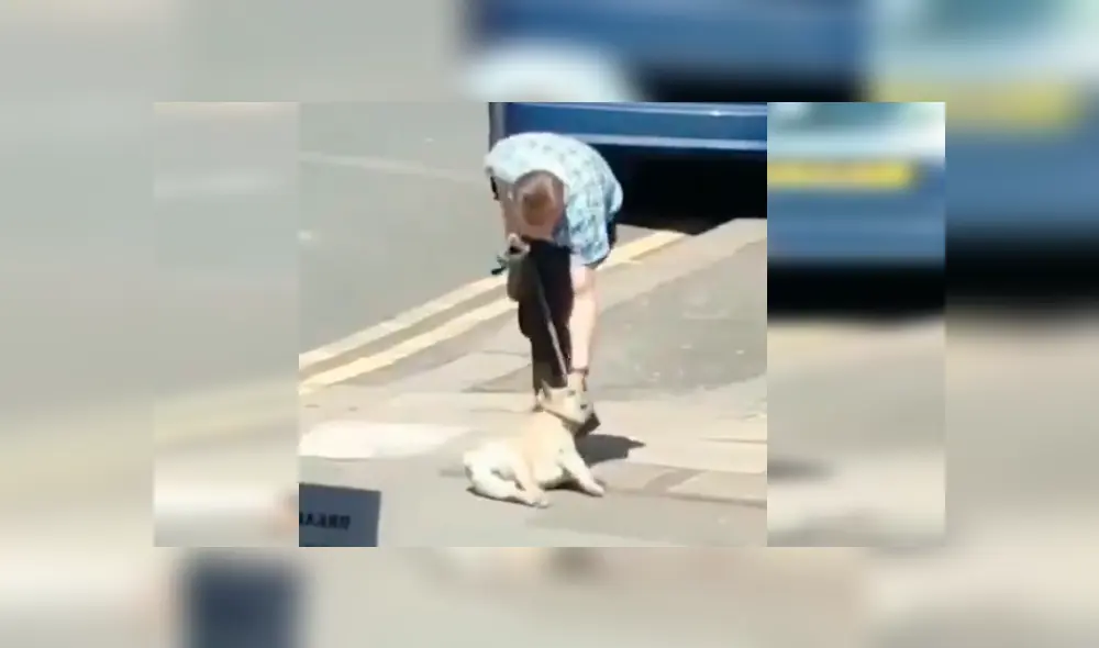 Video es viral en Facebook. El dueño del can no sabía qué hacer ante la singular conducta de su mascota cuando estaba a punto de cruzar la pista Video es viral en Facebook. El dueño del can no sabía qué hacer ante la singular conducta de su mascota cuando estaba a punto de cruzar la pista