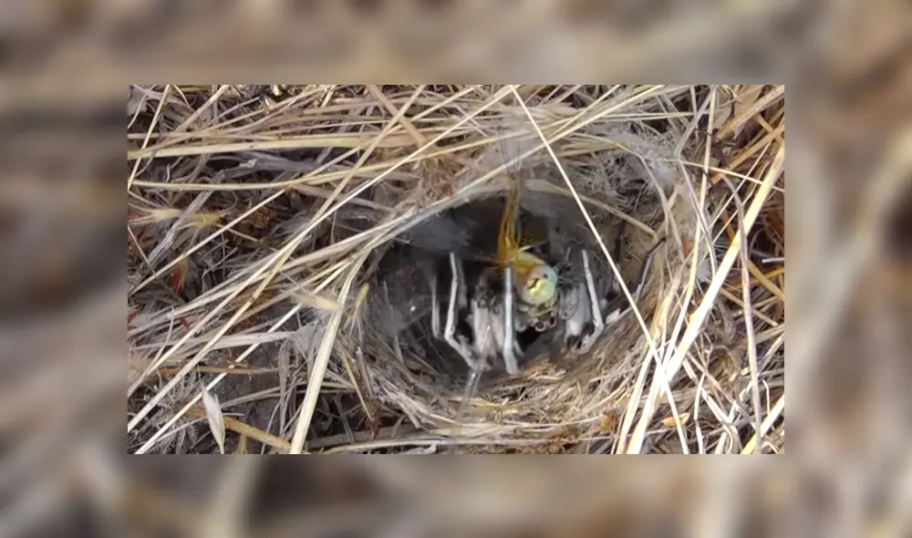 Desliza para ver los momentos más impactantes del video que se hizo viral en Facebook. Desliza para ver los momentos más impactantes del video que se hizo viral en Facebook.