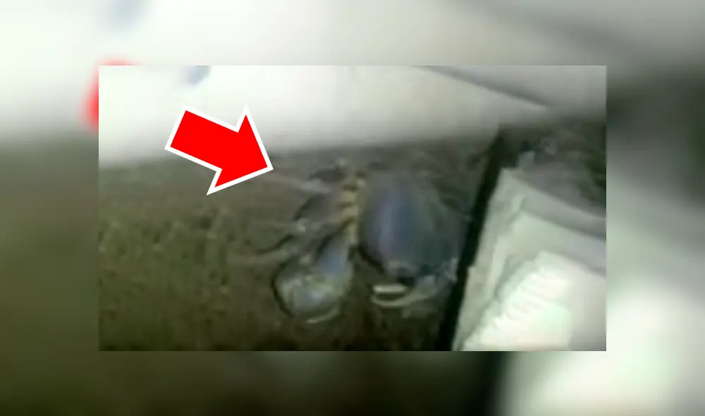Un video viral de Facebook muestra al cangrejo con cientos de crías escondido en una tubería. Un video viral de Facebook muestra al cangrejo con cientos de crías escondido en una tubería.