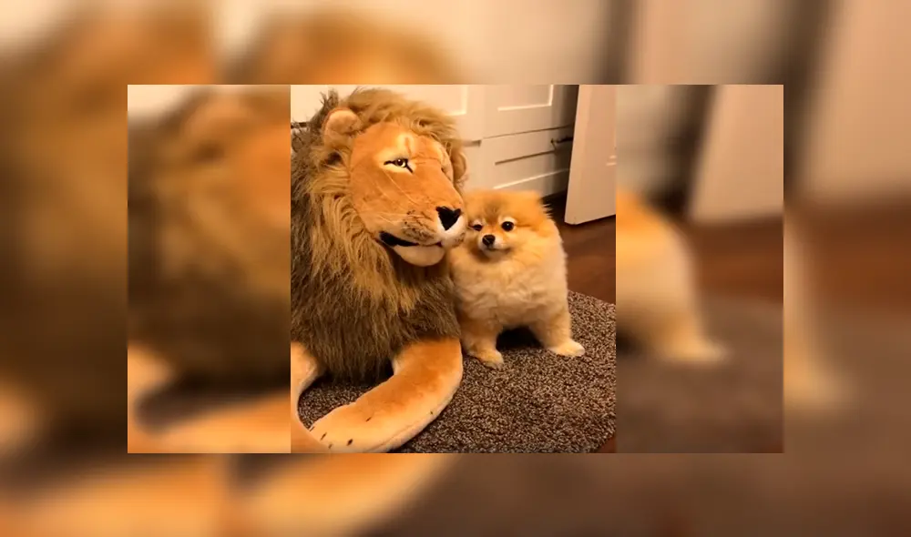 En Facebook, un perro tuvo una inesperada reacción al percatarse de la presencia de un peluche de león.