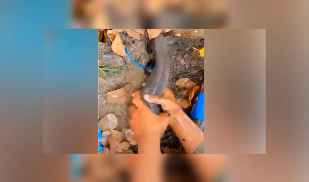 Desliza hacia la izquierda para ver las criaturas que atrapó un pescador. Video viral de YouTube. Desliza hacia la izquierda para ver las criaturas que atrapó un pescador. Video viral de YouTube.