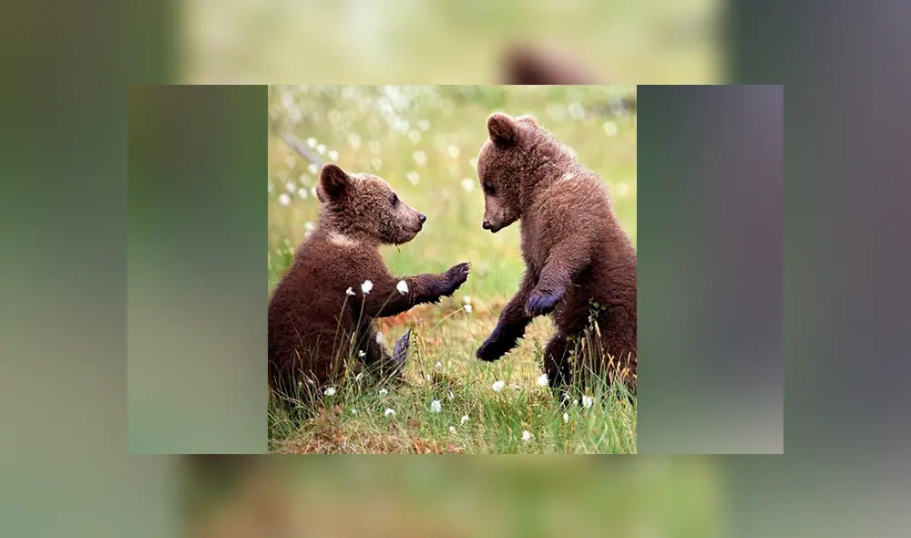 Vía Facebook. Los tiernos osos formaron una ronda y comenzaron a jugar como si fueran unos niños. Vía Facebook. Los tiernos osos formaron una ronda y comenzaron a jugar como si fueran unos niños.