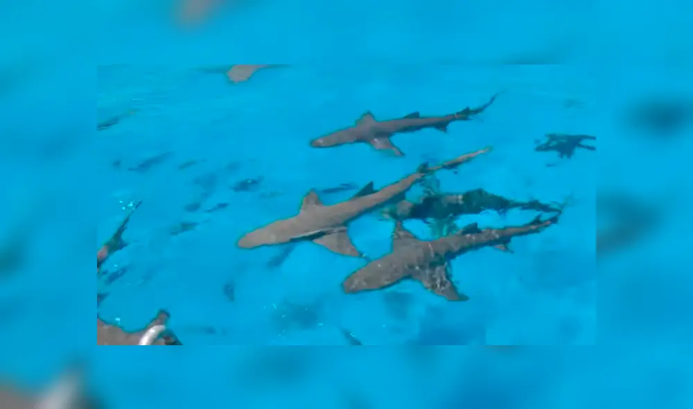 El increíble experimento causó gran impacto en miles de usuarios en las redes sociales. Foto: Mark Rober El increíble experimento causó gran impacto en miles de usuarios en las redes sociales. Foto: Mark Rober