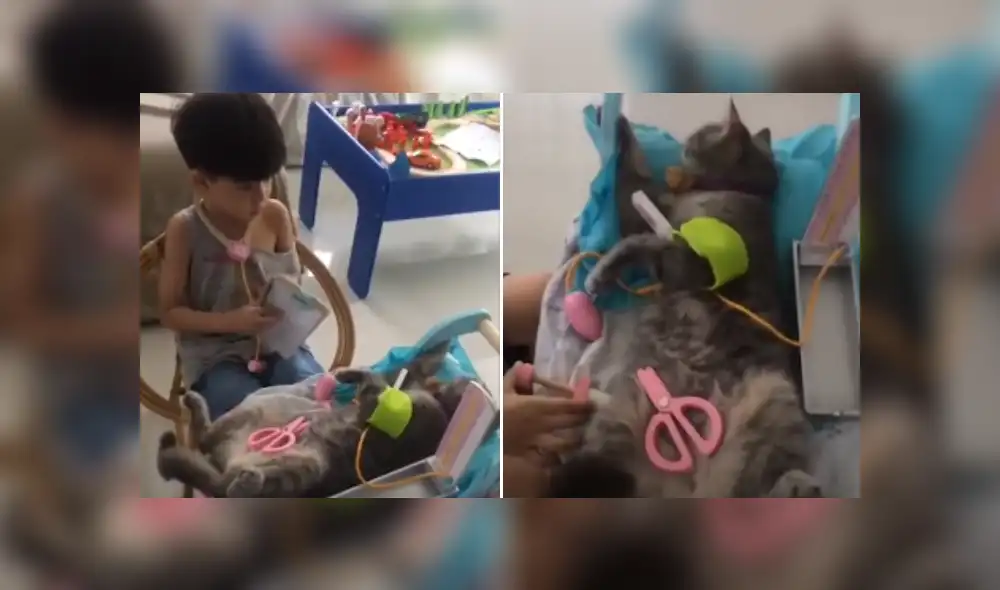 Desliza las imágenes para ver más detalles de esta tierna escena que es viral en YouTube. (Foto: captura)