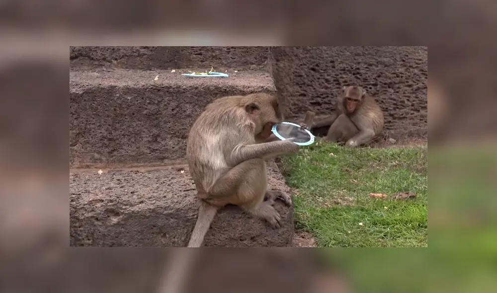 Un video viral muestra la reacción de un grupo de monos viéndose por primera vez frente a un espejo. Un video viral muestra la reacción de un grupo de monos viéndose por primera vez frente a un espejo.