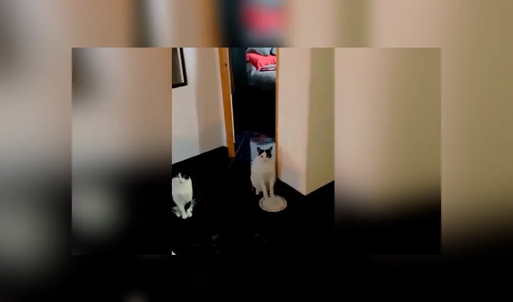 Desliza hacia la izquierda para ver más del video viral. Fotocaptura: Twitter