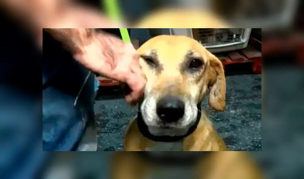 Facebook viral: Perros abandonados en un refugio fueron adoptados por un mujer [VIDEO]
