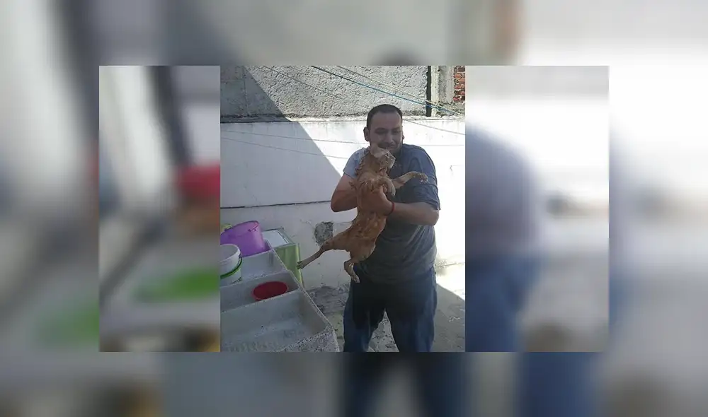Facebook viral: señor encuentra a gato abandonado, lo lleva a su casa y sucede lo peor [VIDEO]