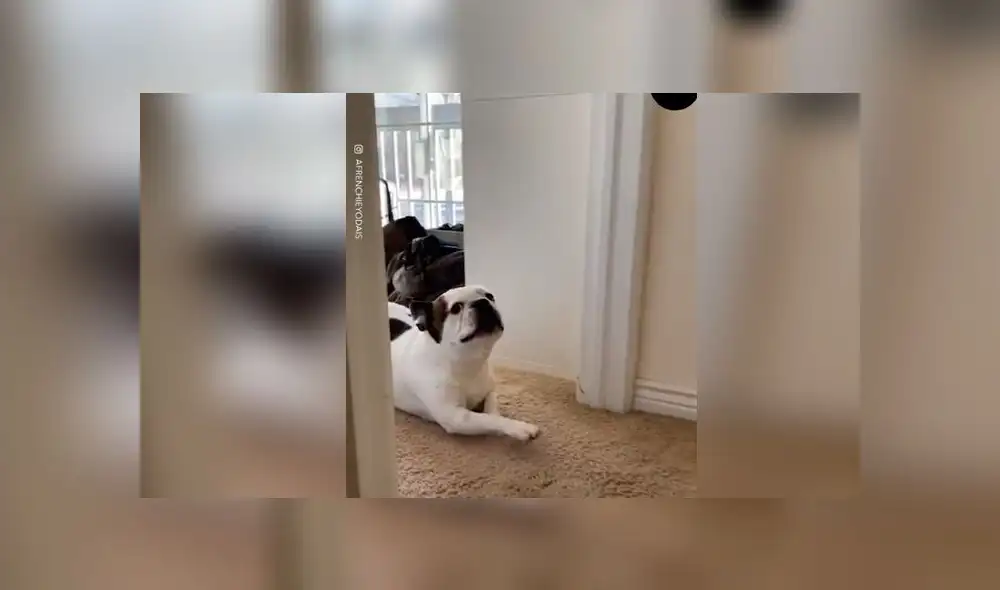 Desliza las imágenes para ver la curiosa forma que tuvo un perro travieso para pedir perdón a su dueña: Woof Woof Desliza las imágenes para ver la curiosa forma que tuvo un perro travieso para pedir perdón a su dueña: Woof Woof