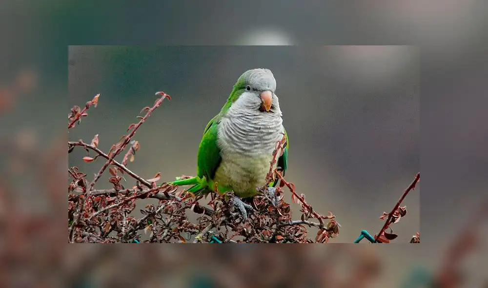 Municipio eliminará aves invasoras por atentar contra la biodiversidad [VIDEO]
