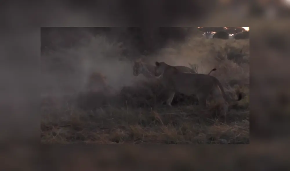 Desliza la imagen de YouTube para verlas todas. Foto: Kruger Sightings Desliza la imagen de YouTube para verlas todas. Foto: Kruger Sightings