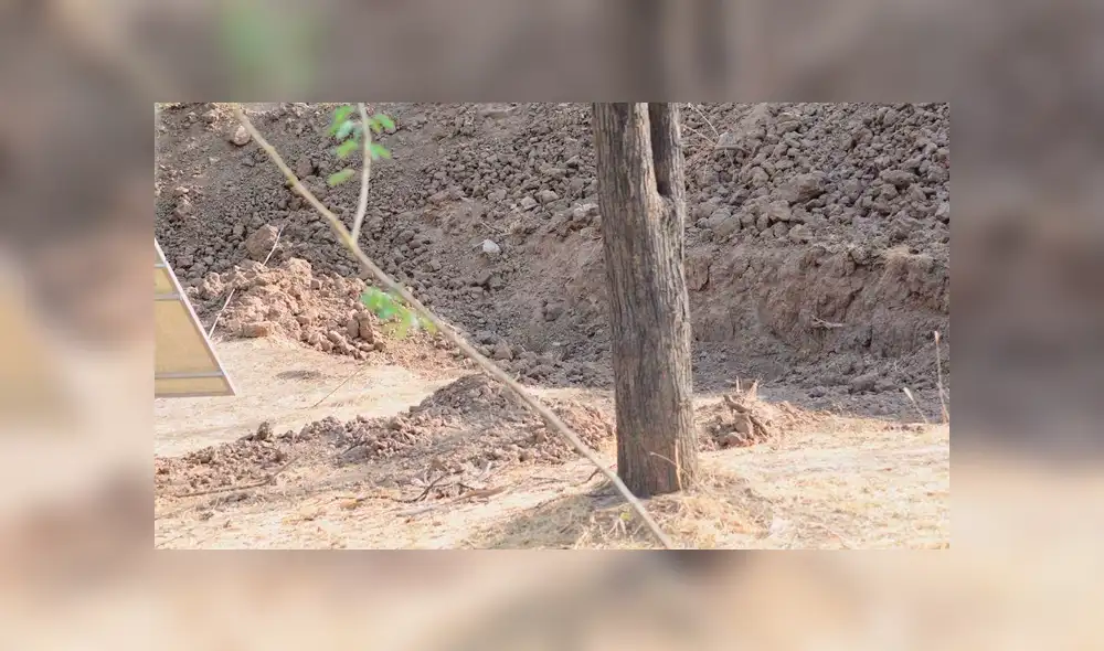 ¿Lo encontraste? Algunos creyeron que era una broma, pero el felino está en la imagen mirándote fijamente. Foto: Hermant Dabi