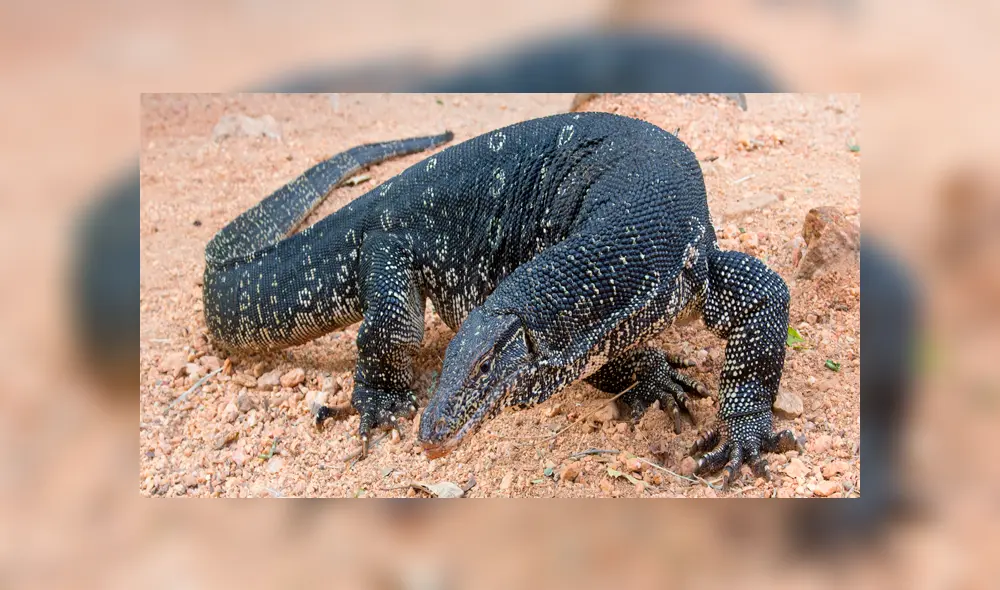 Allanan una vivienda y hallan 29 animales en peligro de extinción almacenados en cajones [FOTOS]