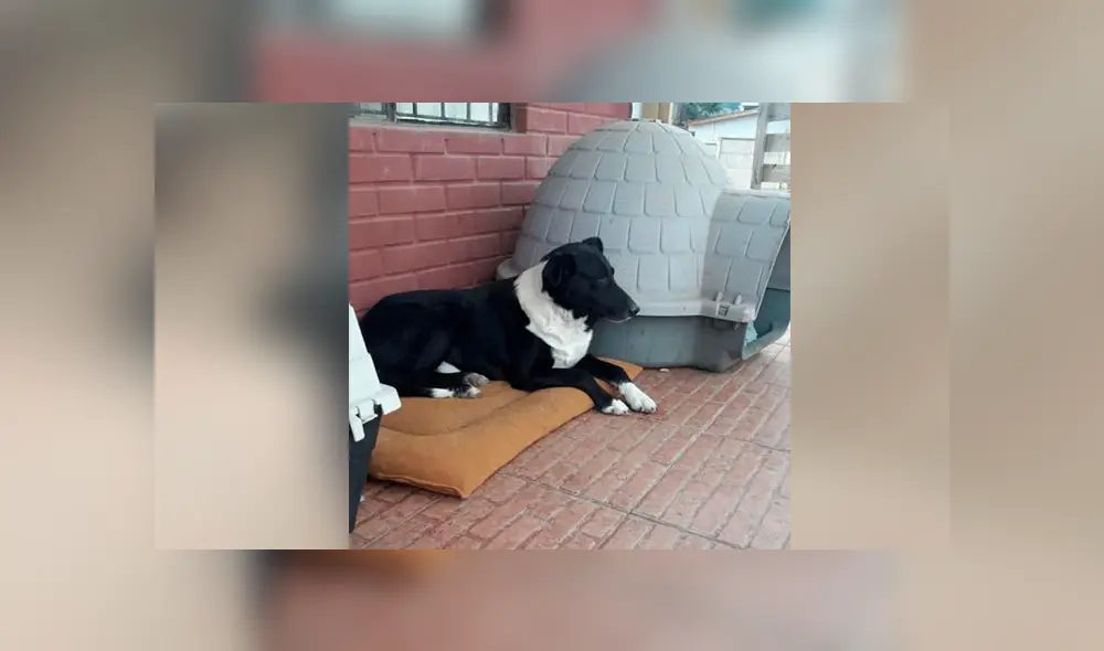 Desliza cada foto hacia la izquierda para ver las imágenes del viral de Facebook del radical cambio de un perro callejero.