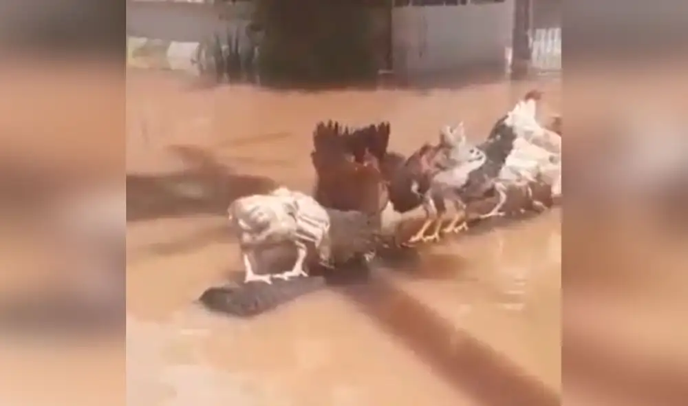 Desliza las imágenes para apreciar la noble labor de un hombre al arriesgar su vida para salvar a sus gallinas. Foto: captura de YouTube