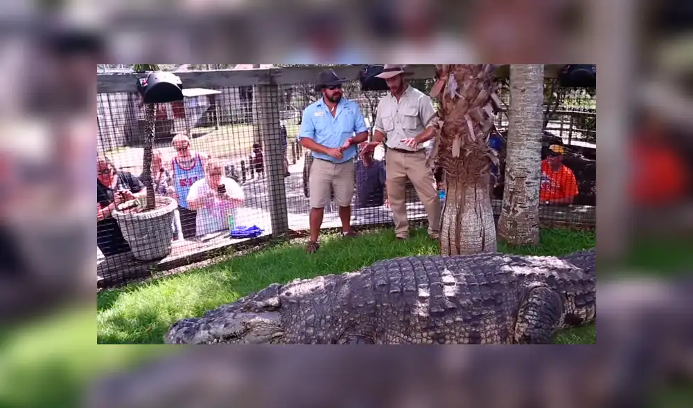 Cuidador ingresa a recinto de gigantesco cocodrilo. Cuidador ingresa a recinto de gigantesco cocodrilo.