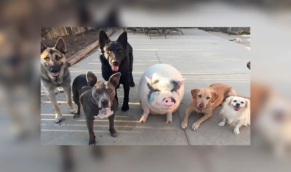 Desliza para ver las fotos que se volvieron tendencia en Facebook. Foto: Captura.