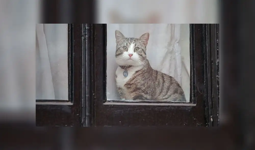 Wikileaks rechaza que Assange haya usado a gato para espiar embajada de Ecuador [FOTOS]