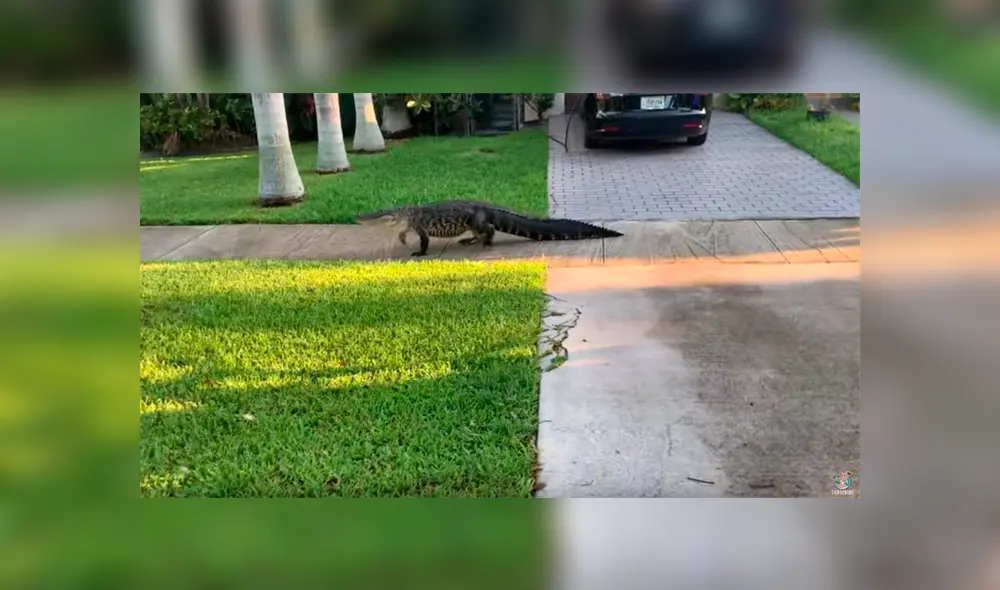 Un hombre publicó un video viral de Facebook tras descubrir a una aterradora criatura que caminó por su patio. Un hombre publicó un video viral de Facebook tras descubrir a una aterradora criatura que caminó por su patio.