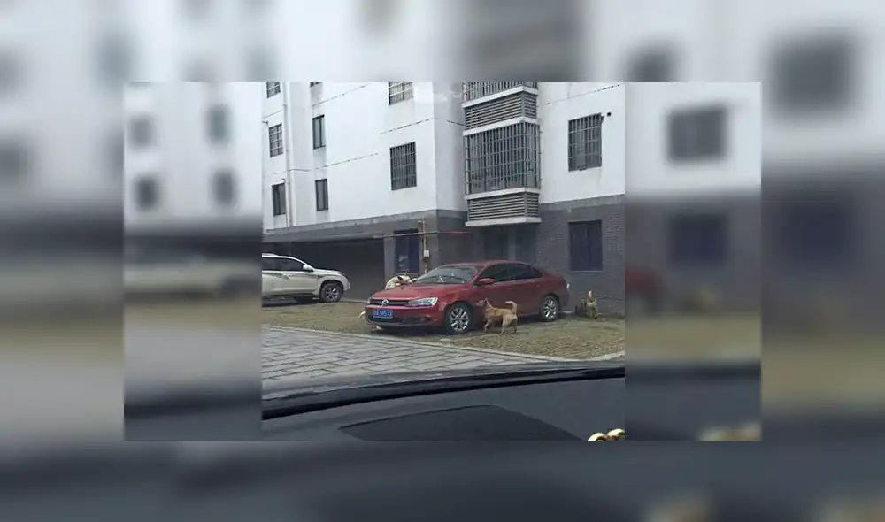 Facebook viral: chofer agrede un perro que regresa con su pandilla para destrozar su auto [FOTOS] 