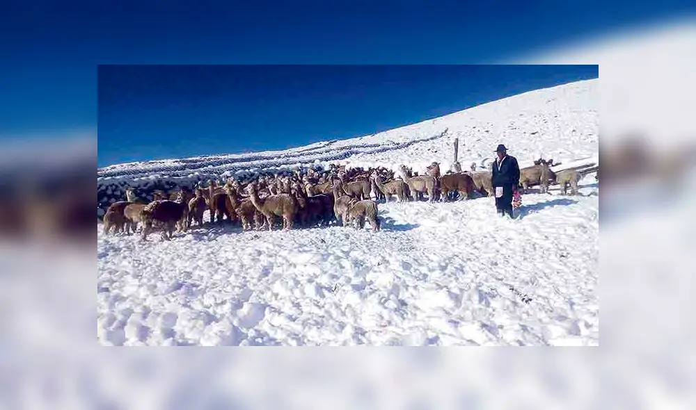 Miles de camélidos mueren por nevadas en regiones del sur	