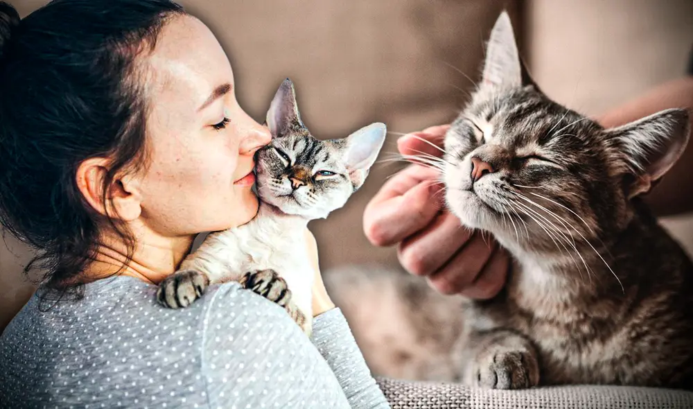 Los gatos producen este sonido en ciertas circunstancias. Descubre aquí cuáles son. Foto: composición LR/ Gerson Cardoso/ Freepik/ istockphotos Los gatos producen este sonido en ciertas circunstancias. Descubre aquí cuáles son. Foto: composición LR/ Gerson Cardoso/ Freepik/ istockphotos