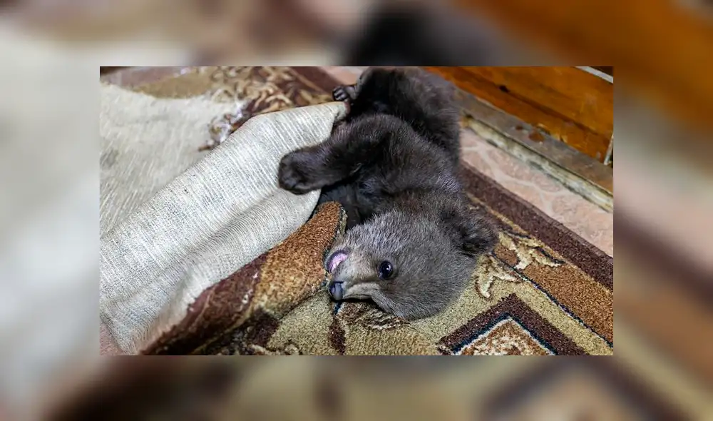 Desliza la imagen de Facebook para ver todas las conmovedoras fotos. Desliza la imagen de Facebook para ver todas las conmovedoras fotos.