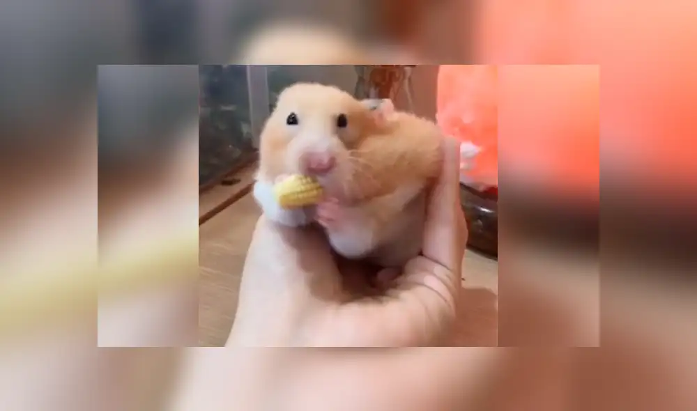 Facebook viral: tierno hámster introduce enorme mazorca en su cuerpo y no sufre daños [VIDEO]