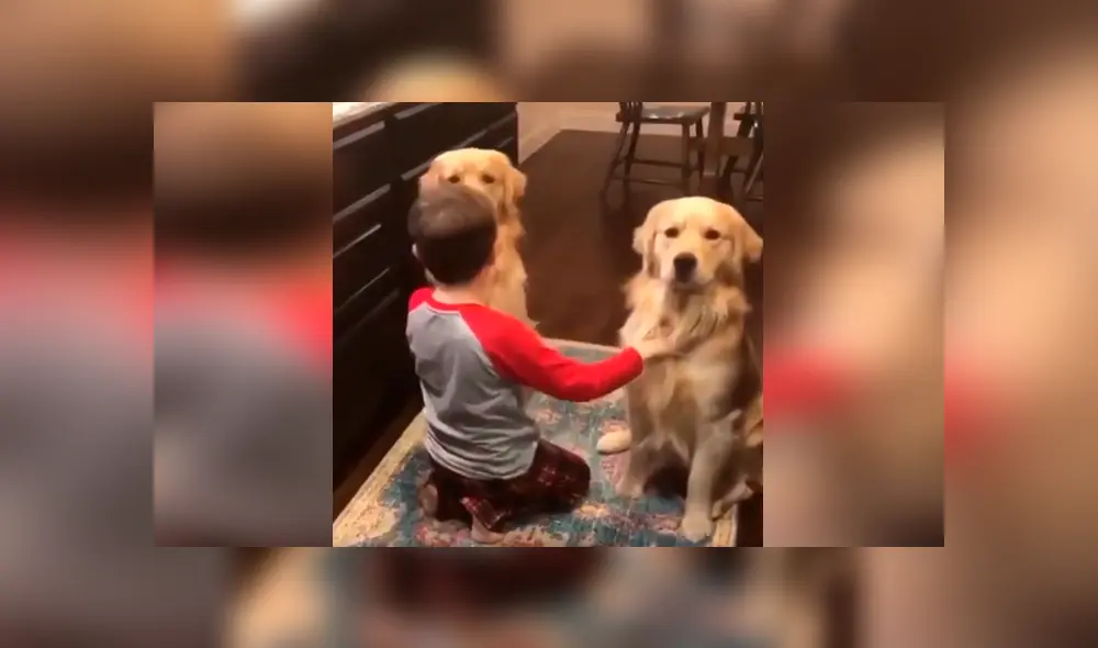 Desliza las imágenes hacia la izquierda para apreciar el emotivo momento entre un niño y sus dos perros. Foto: Captura.