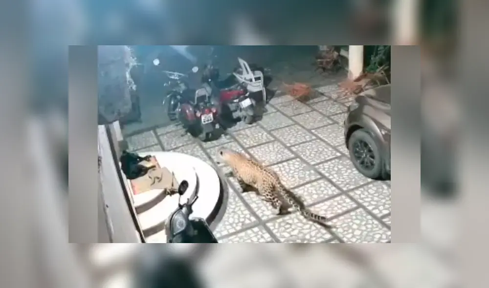 Desliza hacia la izquierda para ver el momento en que el jaguar ataca al indefenso perro que dormía placenteramente. El video es viral en Facebook. Desliza hacia la izquierda para ver el momento en que el jaguar ataca al indefenso perro que dormía placenteramente. El video es viral en Facebook.
