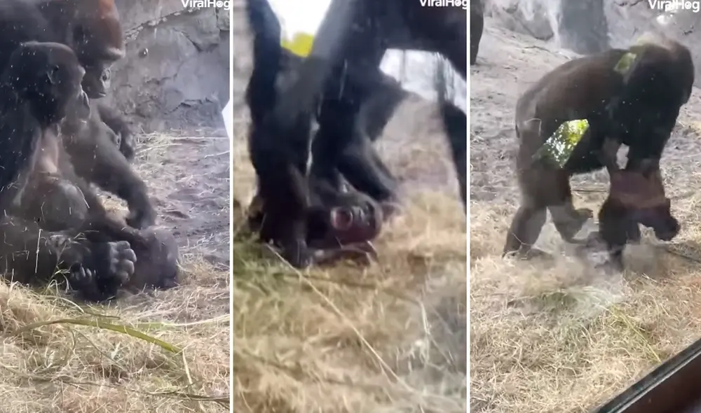 Las imágenes sacaron más de una sonrisa en redes sociales. Foto: composición La República/captura de Facebook/ Viralhog Las imágenes sacaron más de una sonrisa en redes sociales. Foto: composición La República/captura de Facebook/ Viralhog