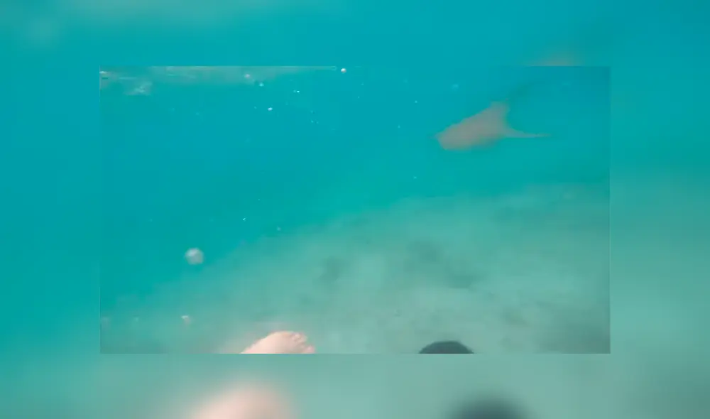 Un video viral muestra cómo un hombre hizo algo increíble para evitar se devorado por un gigantesco tiburón.