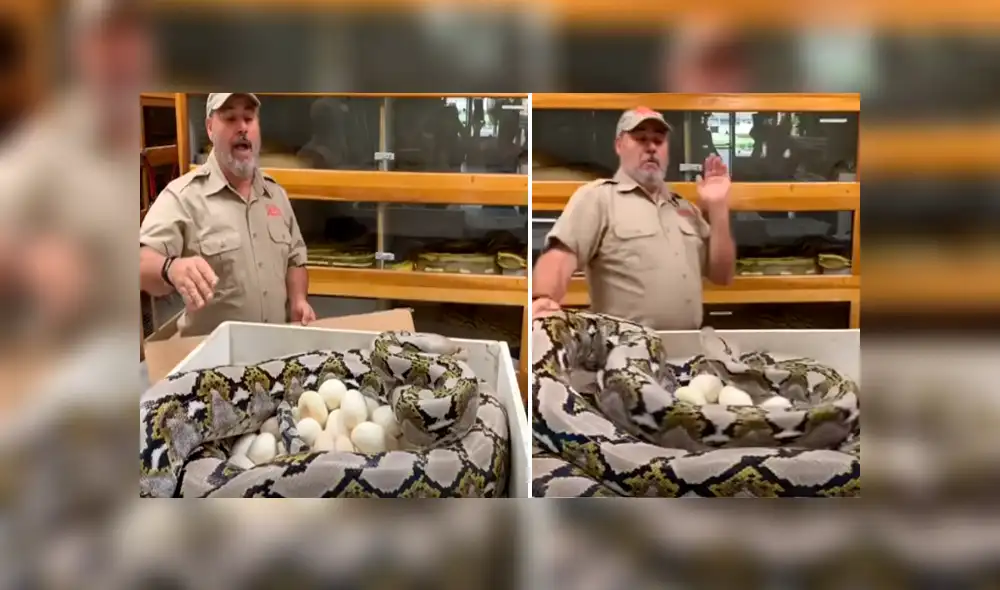 Desliza hacia la izquierda para ver el ataque de la serpiente. Video viral de YouTube. Desliza hacia la izquierda para ver el ataque de la serpiente. Video viral de YouTube.